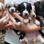 Feira de adoção de cães da Prefeitura de Torres